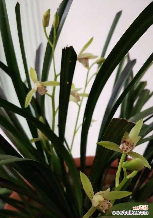 赏析兰花美丽的外表与内涵 兰花花语传递的美好寓意