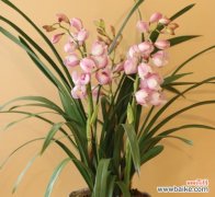 赏析兰花美丽的外表与内涵 兰花花语传递的美好寓意