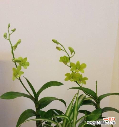 赏析兰花美丽的外表与内涵 兰花花语传递的美好寓意