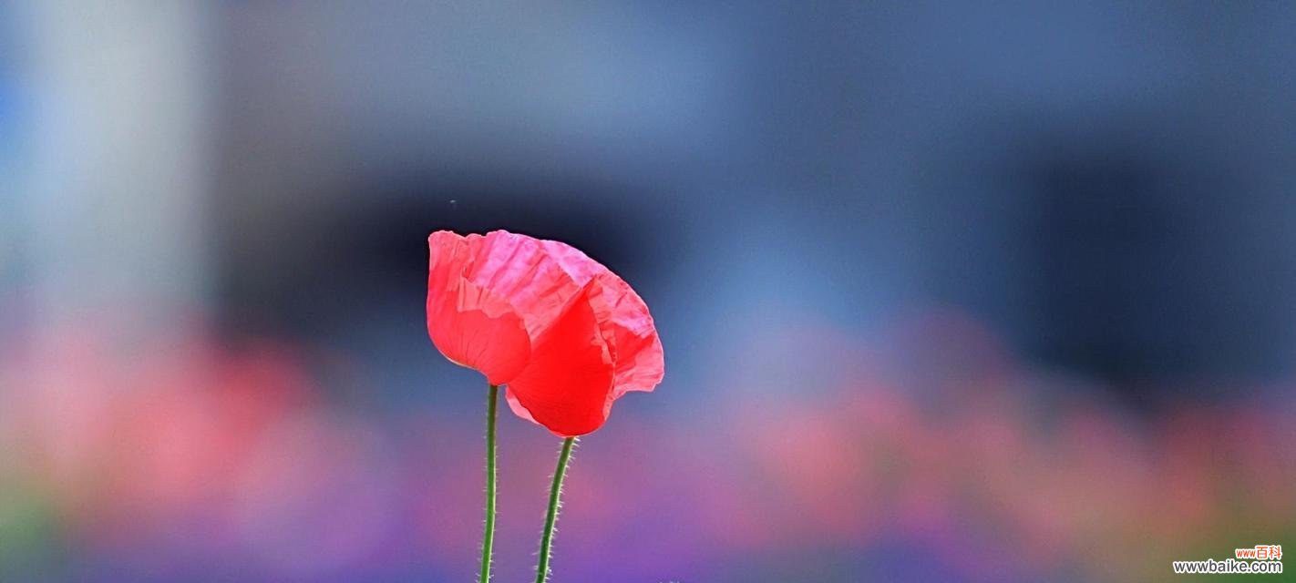 以花的语言述说情感的奇妙 虞美人花语之爱与美的绽放