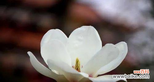 以玉兰花的花语为线索 玉兰花语