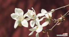 以玉兰花的花语为线索 玉兰花语