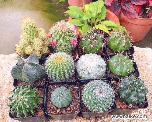 揭秘玉翁仙人球花语的意义与传承 玉翁仙人球花语之美