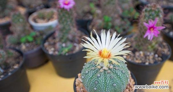 揭秘玉翁仙人球花语的意义与传承 玉翁仙人球花语之美