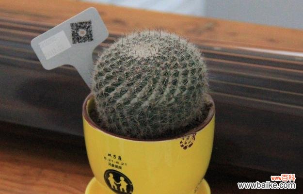 揭秘玉翁仙人球花语的意义与传承 玉翁仙人球花语之美