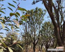 保育生态 全冠香樟的意义与特点