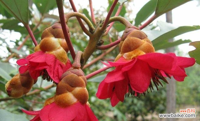 探索现代建筑设计的绿色之道 全冠树