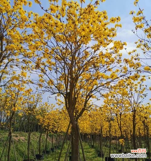 探索现代建筑设计的绿色之道 全冠树