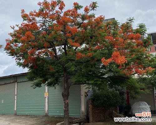 探索现代建筑设计的绿色之道 全冠树