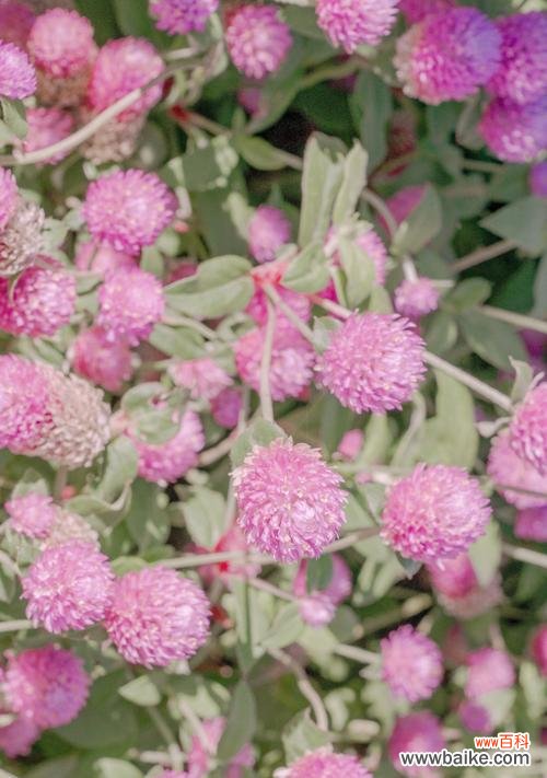 绽放美丽的希望之花——千日红 千日红的花语及其寓意