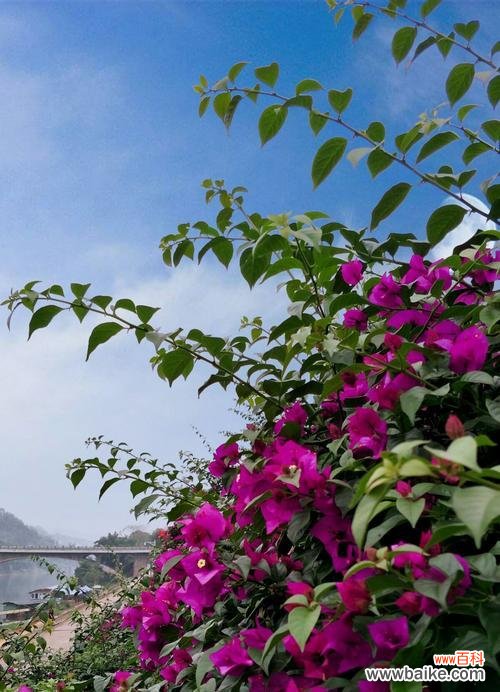 以花语为媒 三角梅花语大全——花开寓意与传达爱意的方式