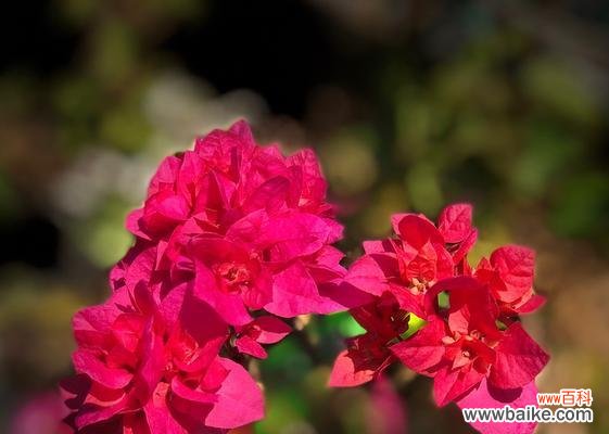 揭示三角梅的花语与寓意 三角梅的花语与寓意