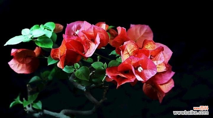 揭示三角梅的花语与寓意 三角梅的花语与寓意