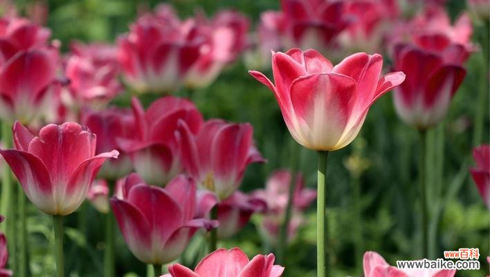 揭示郁金香背后的文化内涵和历史传承 郁金香的象征意义
