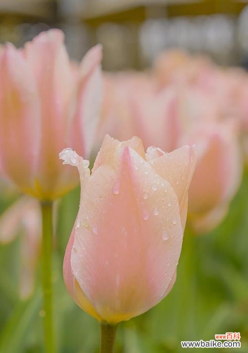 探究郁金香的文化内涵与象征意义 郁金香的象征意义