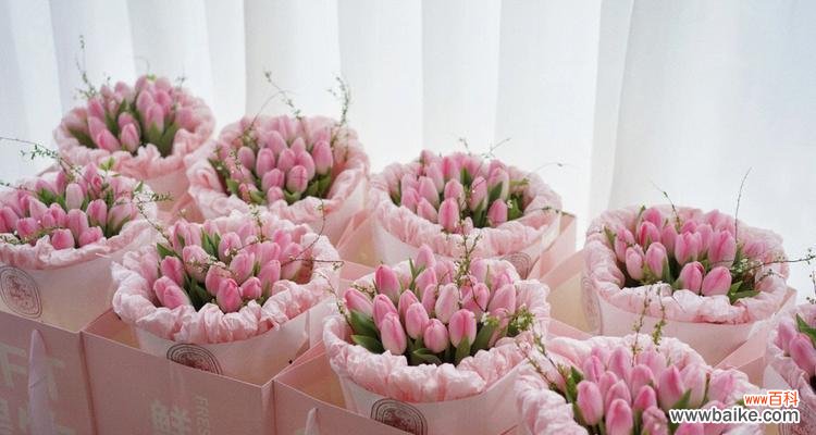 探寻粉色郁金香的花语 郁金香粉色花语