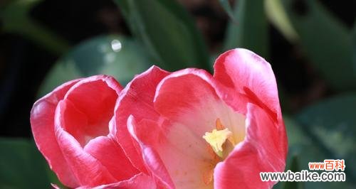 探寻粉色郁金香的花语 郁金香粉色花语