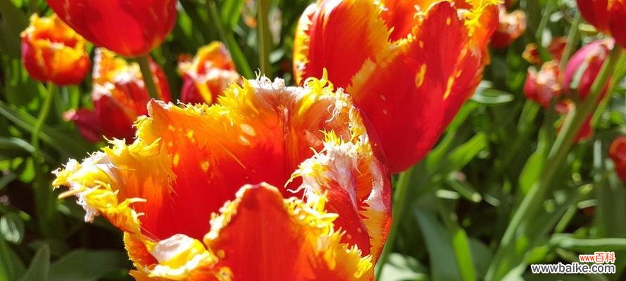 春天的使者——郁金香的美丽与象征 郁金香花的种植与意义