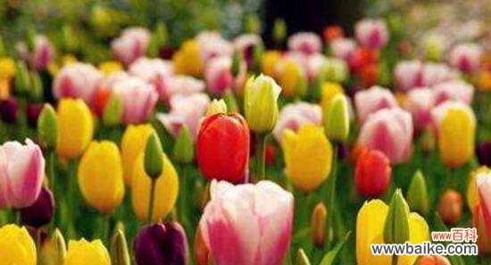 春天的使者——郁金香的美丽与象征 郁金香花的种植与意义