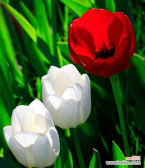 探究郁金香在世界各地的寓意与文化 郁金香