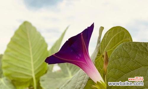 揭开圆叶牵牛花的秘密 圆叶牵牛花语的神奇魅力