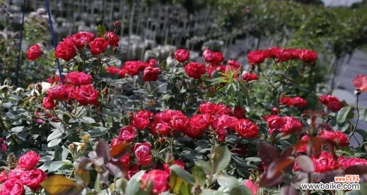 揭开月季HT的花园密码 探秘月季HT的奥秘