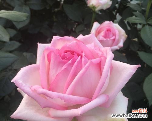 揭开月季HT的花园密码 探秘月季HT的奥秘