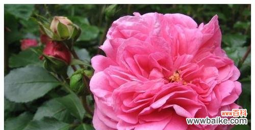 探索月季花的特质及其象征意义 月季花的品质代表