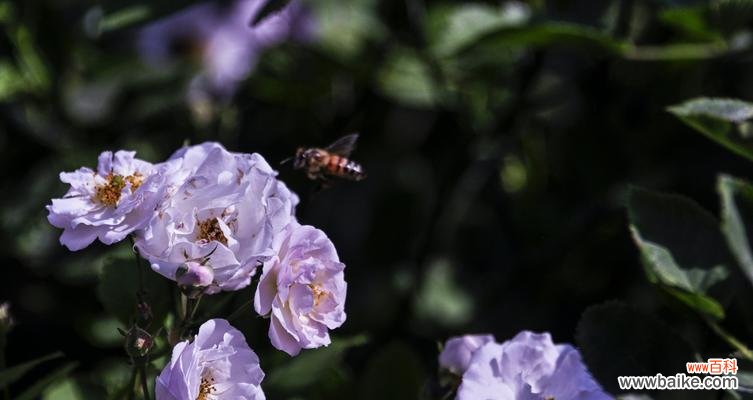 探索月季花的特质及其象征意义 月季花的品质代表
