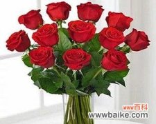 美丽花卉背后的寓意与祝福 月季的象征意义