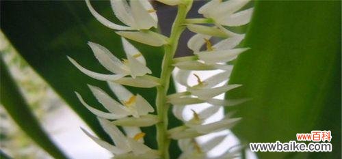 生命的力量与希望──一叶兰的寓意与象征 一叶兰