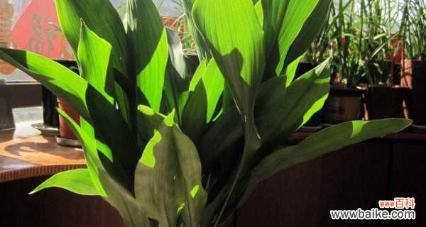 生命的力量与希望──一叶兰的寓意与象征 一叶兰