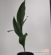 生命的力量与希望──一叶兰的寓意与象征 一叶兰