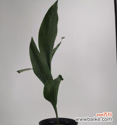 生命的力量与希望──一叶兰的寓意与象征 一叶兰