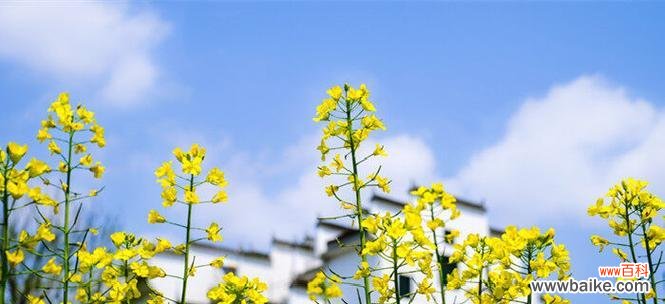 盛开的黄海 油菜花的花语