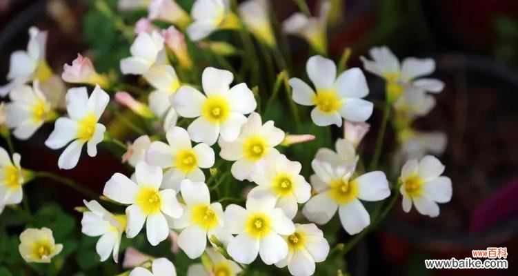 寓意深远的四叶幸运草 幸运草的花语及意义解读