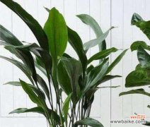 探寻一叶兰的深意 一叶兰的花语