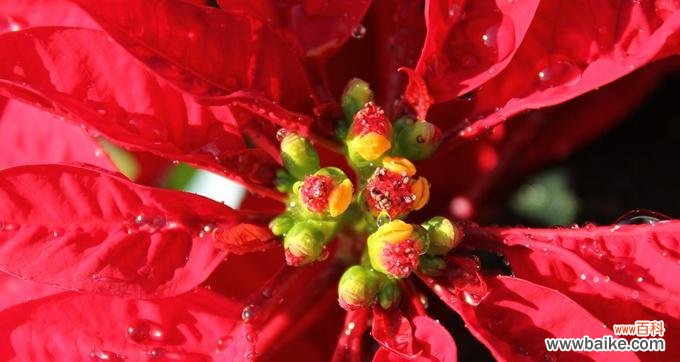 花开盛世 一品红花语与传说