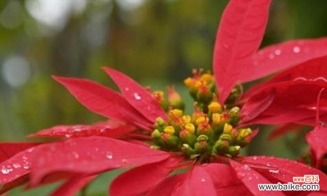 花开盛世 一品红花语与传说