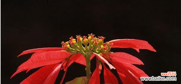 花开盛世 一品红花语与传说