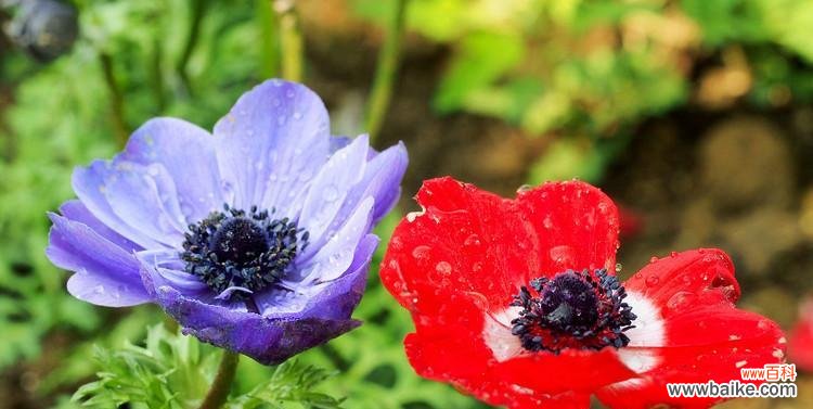 唤醒心灵的花语之旅 探寻银莲花的花语之美