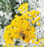 探索银叶菊的美丽与深意 银叶菊花的花语及象征意义解读