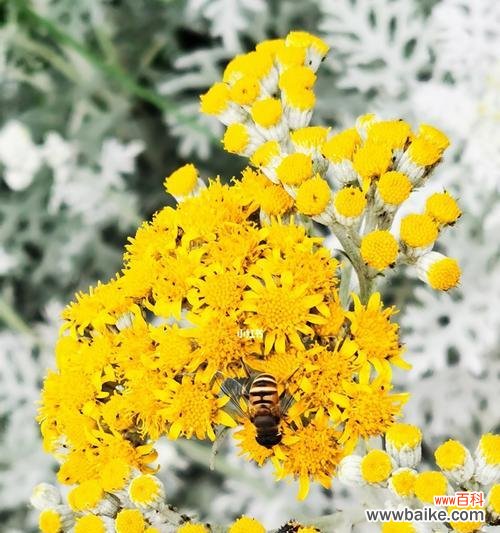 探索银叶菊的美丽与深意 银叶菊花的花语及象征意义解读