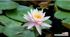 探寻紫睡莲的花语与意义 紫睡莲