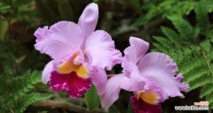 神秘·美丽·传情 紫色泰国洋兰花语