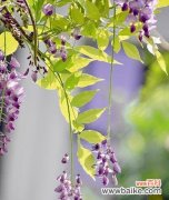 探寻紫藤花的神秘语言和迷人芬芳 紫藤花的花语和香味