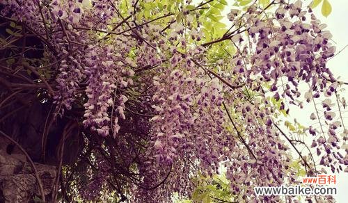 探寻紫藤罗花的神秘魅力 紫藤罗花的花语与意义