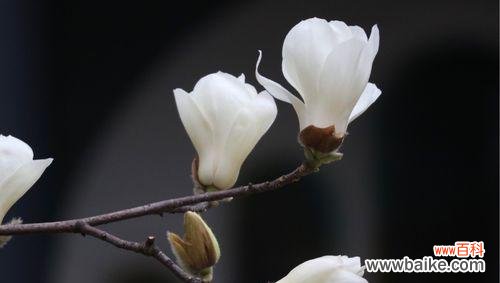 寓意深远的紫玉兰花与人生哲理 紫玉兰花