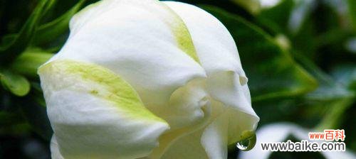 栀子花 栀子花的花语及开花季节