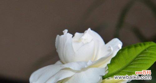 栀子花 栀子花的花语及开花季节